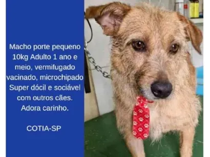 Cachorro raça SRD-ViraLata idade 1 ano nome pingo