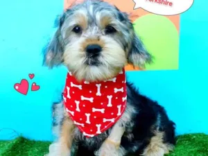 Cachorro raça Shitzu idade 2 a 6 meses nome Lulu