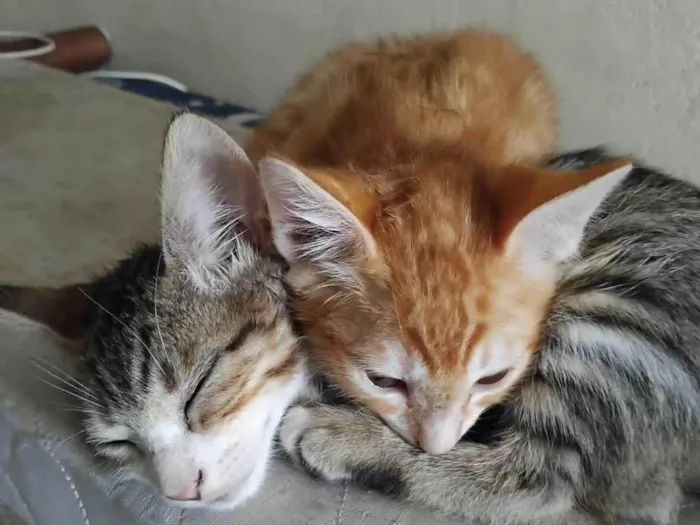 Gato ra a SRD-ViraLata idade Abaixo de 2 meses nome Caramelo