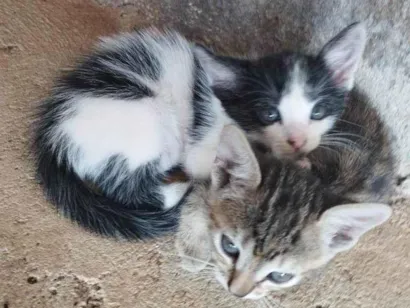 Gato raça SRD-ViraLata idade Abaixo de 2 meses nome Adolf e Minnie 