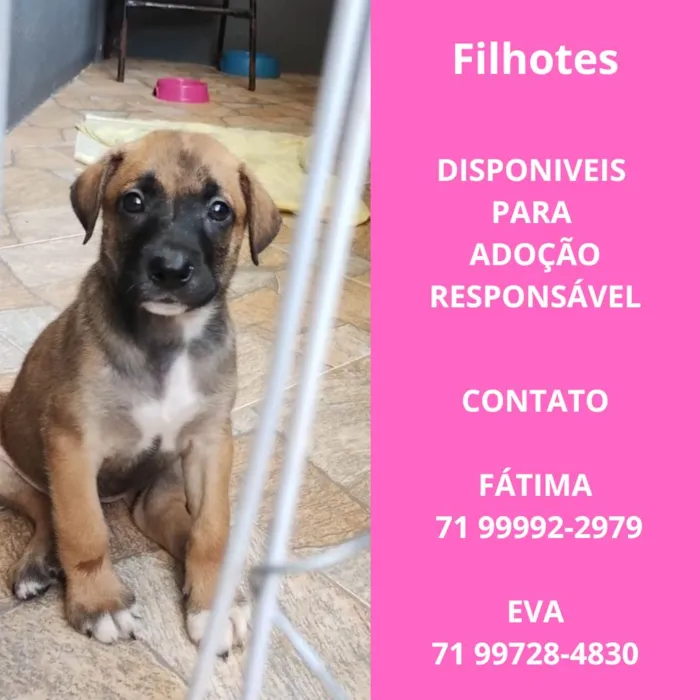 Cachorro ra a SRD-ViraLata idade Abaixo de 2 meses nome Filhotes para adoção