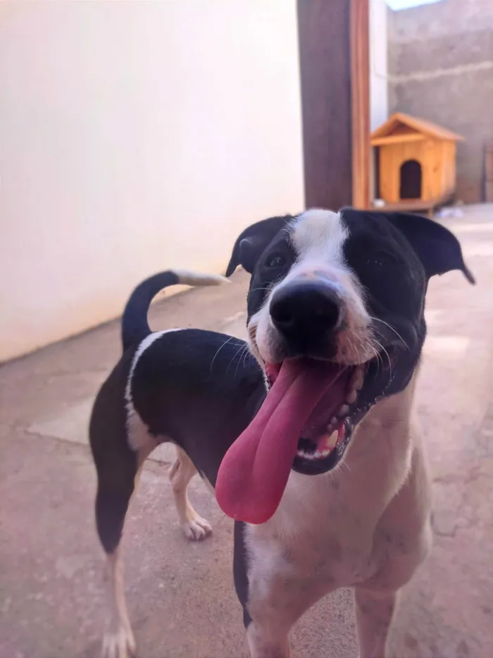 Cachorro ra a SRD-ViraLata idade 1 ano nome Luna