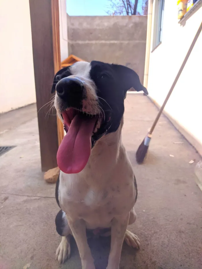 Cachorro ra a SRD-ViraLata idade 1 ano nome Luna