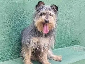 Cachorro raça SRD-ViraLata idade 4 anos nome Luke