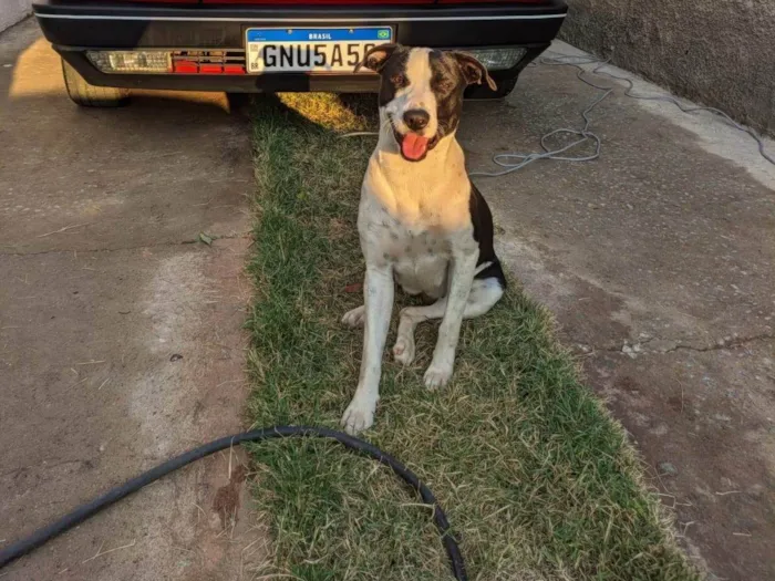 Cachorro ra a SRD-ViraLata idade 1 ano nome Luna