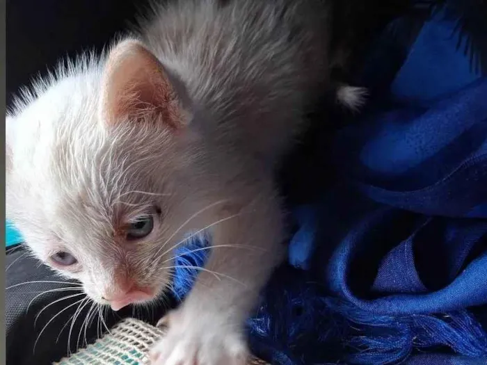 Gato ra a Siamês idade Abaixo de 2 meses nome Fabiana 