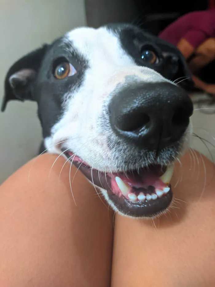 Cachorro ra a SRD-ViraLata idade 1 ano nome Luna