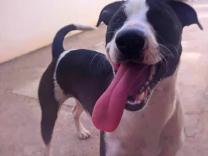 Cachorro raça SRD-ViraLata idade 1 ano nome Luna