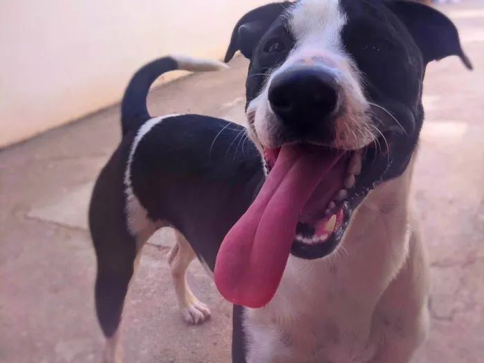 Cachorro ra a SRD-ViraLata idade 1 ano nome Luna