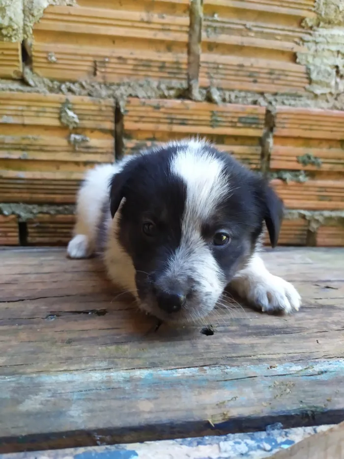 Cachorro ra a SRD-ViraLata idade 2 a 6 meses nome Sem nomes