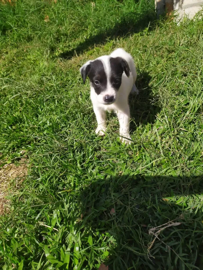 Cachorro ra a SRD-ViraLata idade 2 a 6 meses nome Sem nomes