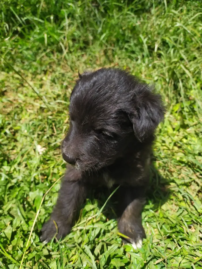 Cachorro ra a SRD-ViraLata idade 2 a 6 meses nome Sem nomes