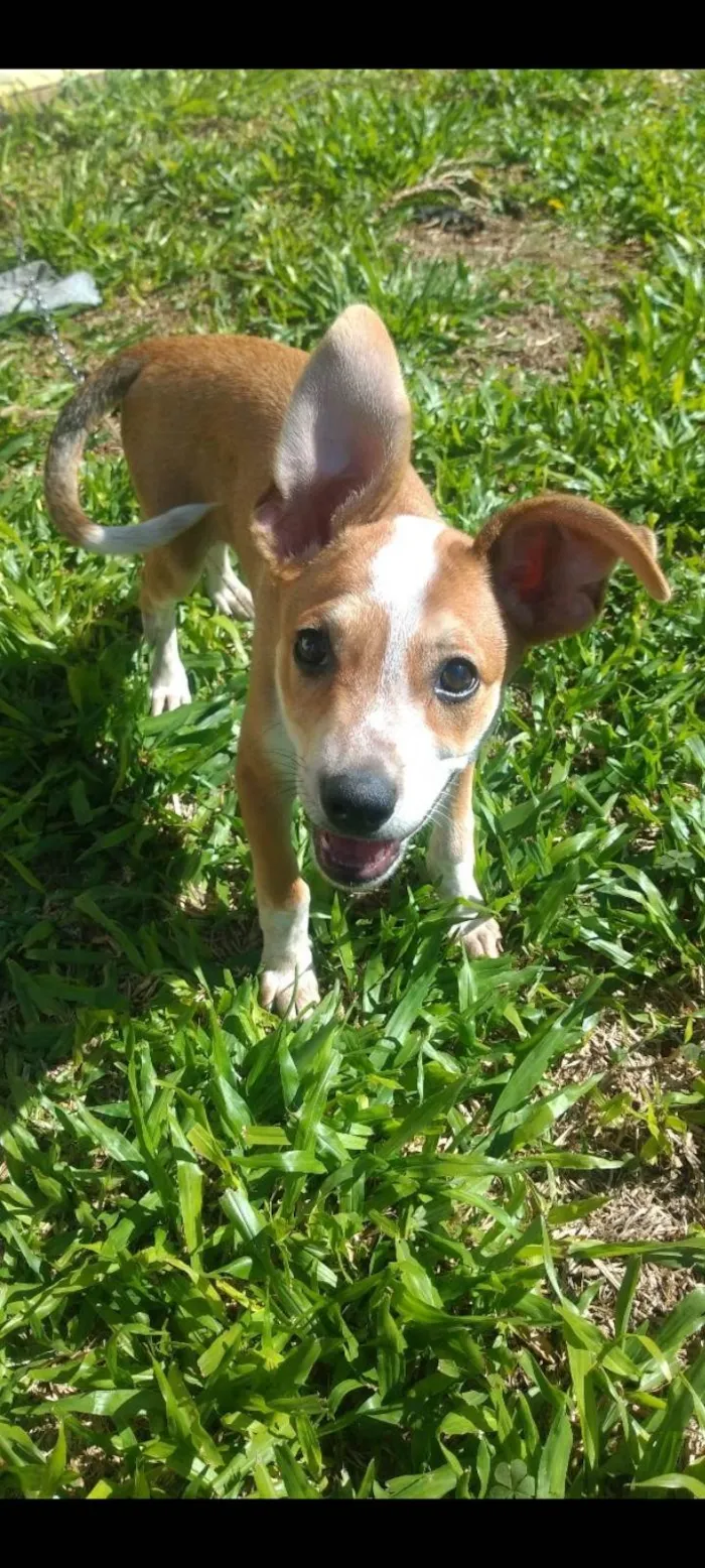 Cachorro ra a SRD-ViraLata idade 2 anos nome Sol