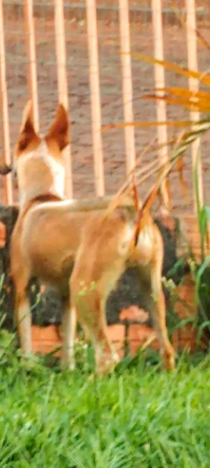 Cachorro ra a SRD-ViraLata idade 2 anos nome Sol