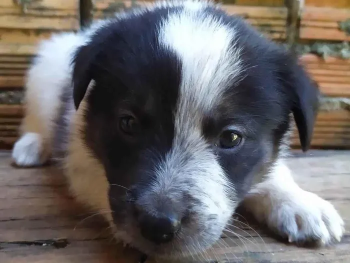 Cachorro ra a SRD-ViraLata idade 2 a 6 meses nome Sem nomes