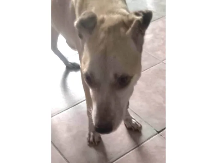 Cachorro ra a SRD-ViraLata idade 6 ou mais anos nome Junior