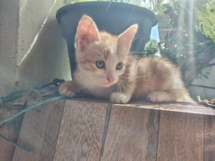 Gato ra a SRD-ViraLata idade Abaixo de 2 meses nome Nico, Alex, Tino e Flora