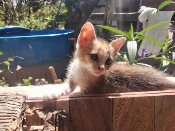 Gato ra a SRD-ViraLata idade Abaixo de 2 meses nome Nico, Alex, Tino e Flora