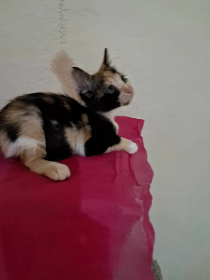 Gato ra a SRD-ViraLata idade 2 a 6 meses nome Bia