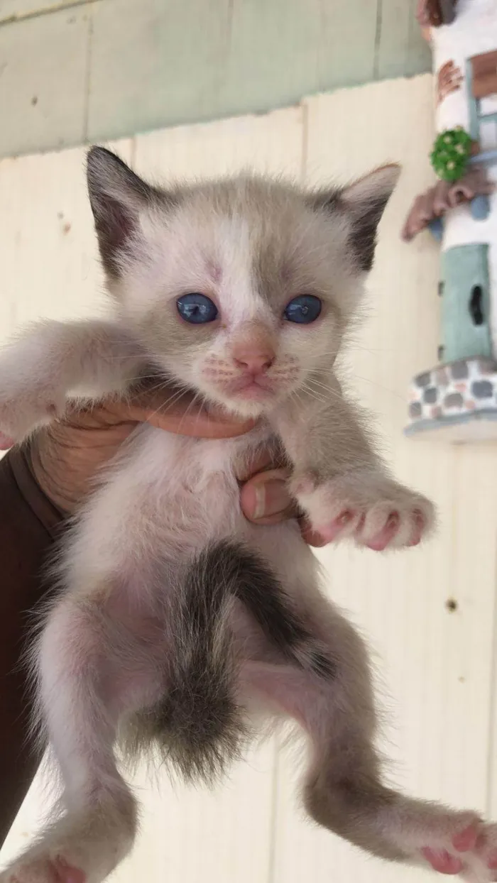 Gato ra a SRD-ViraLata idade Abaixo de 2 meses nome Luna