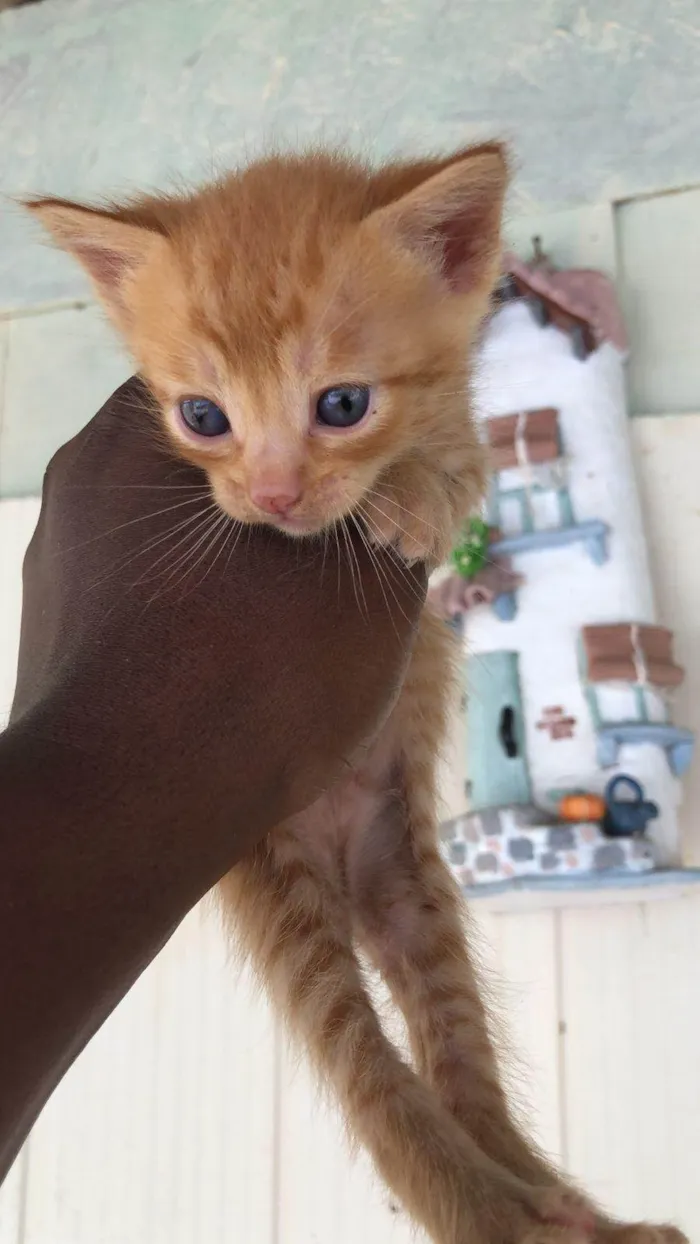 Gato ra a SRD-ViraLata idade Abaixo de 2 meses nome Rony