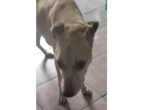 Cachorro raça SRD-ViraLata idade 6 ou mais anos nome Junior