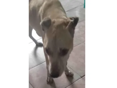 Cachorro raça SRD-ViraLata idade 6 ou mais anos nome Junior