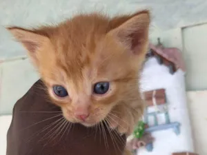 Gato raça SRD-ViraLata idade Abaixo de 2 meses nome Rony