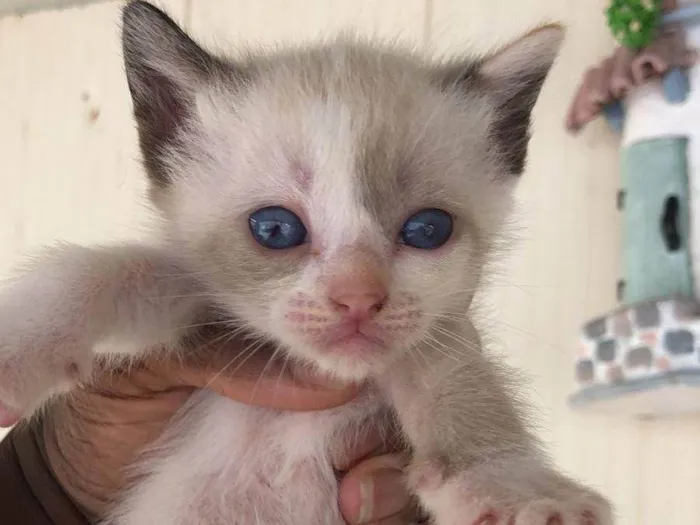 Gato ra a SRD-ViraLata idade Abaixo de 2 meses nome Luna