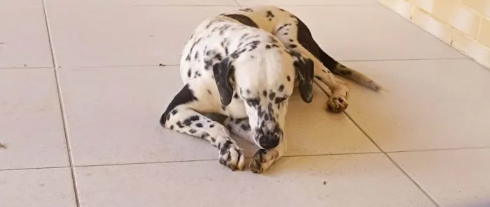 Cachorro ra a Dálmata idade 6 ou mais anos nome Luna e Lucky