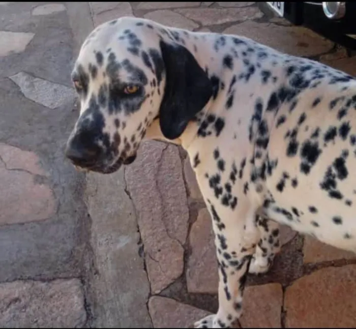 Cachorro ra a Dálmata idade 6 ou mais anos nome Luna e Lucky