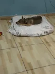 Bob
