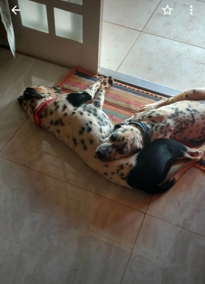 Cachorro ra a Dálmata idade 6 ou mais anos nome Luna e Lucky