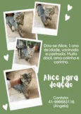 Alice para adoção