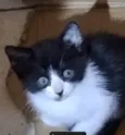 Docinho frajolinha