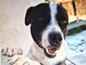 Cachorro raça SRD-ViraLata idade 1 ano nome Conan