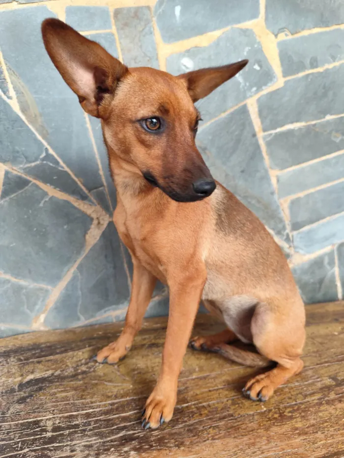 Cachorro ra a Pinscher idade 2 a 6 meses nome Lupita