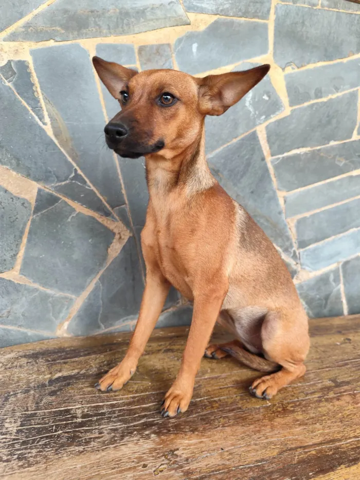 Cachorro ra a Pinscher idade 2 a 6 meses nome Lupita