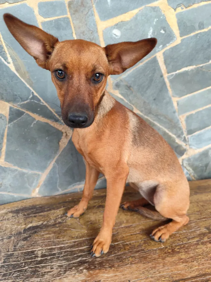 Cachorro ra a Pinscher idade 2 a 6 meses nome Lupita