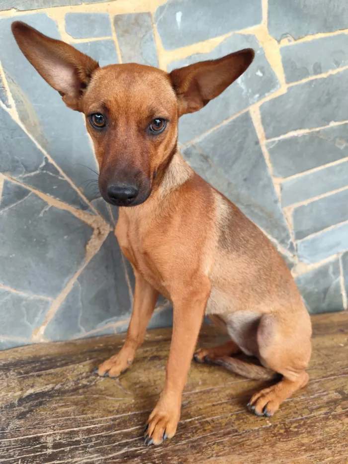 Cachorro ra a Pinscher idade 2 a 6 meses nome Lupita