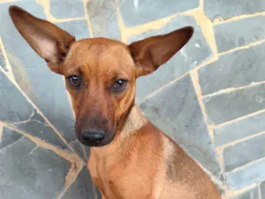 Cachorro raça Pinscher idade 2 a 6 meses nome Lupita