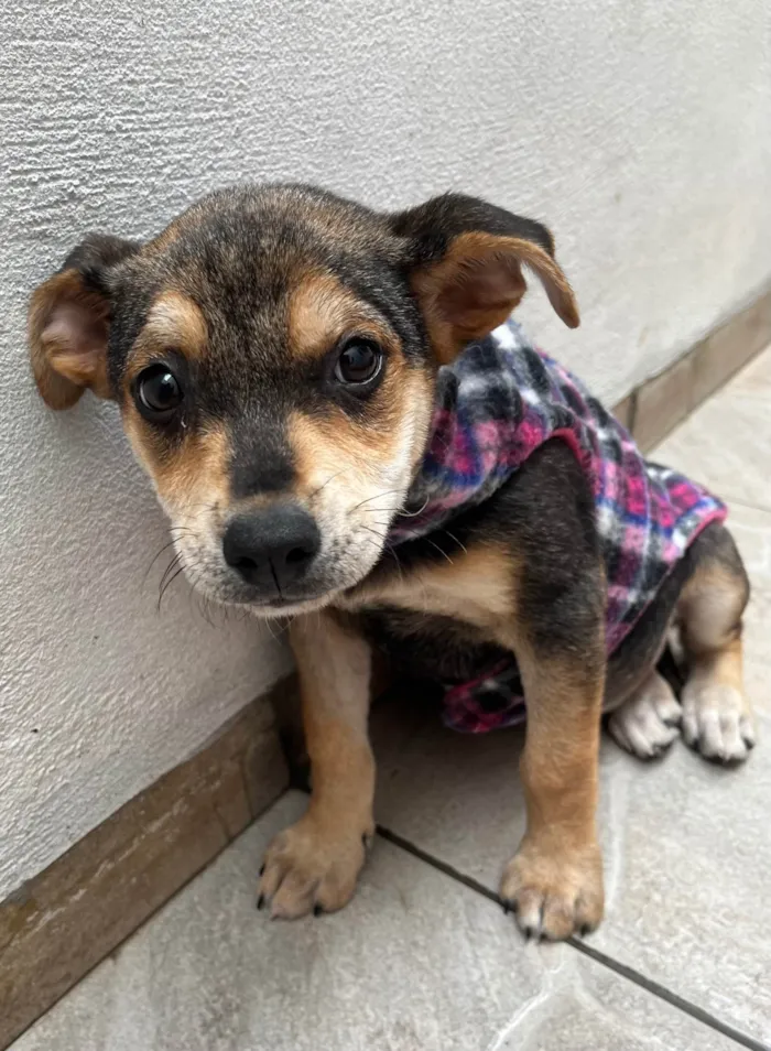 Cachorro ra a SRD-ViraLata idade 2 a 6 meses nome Maria