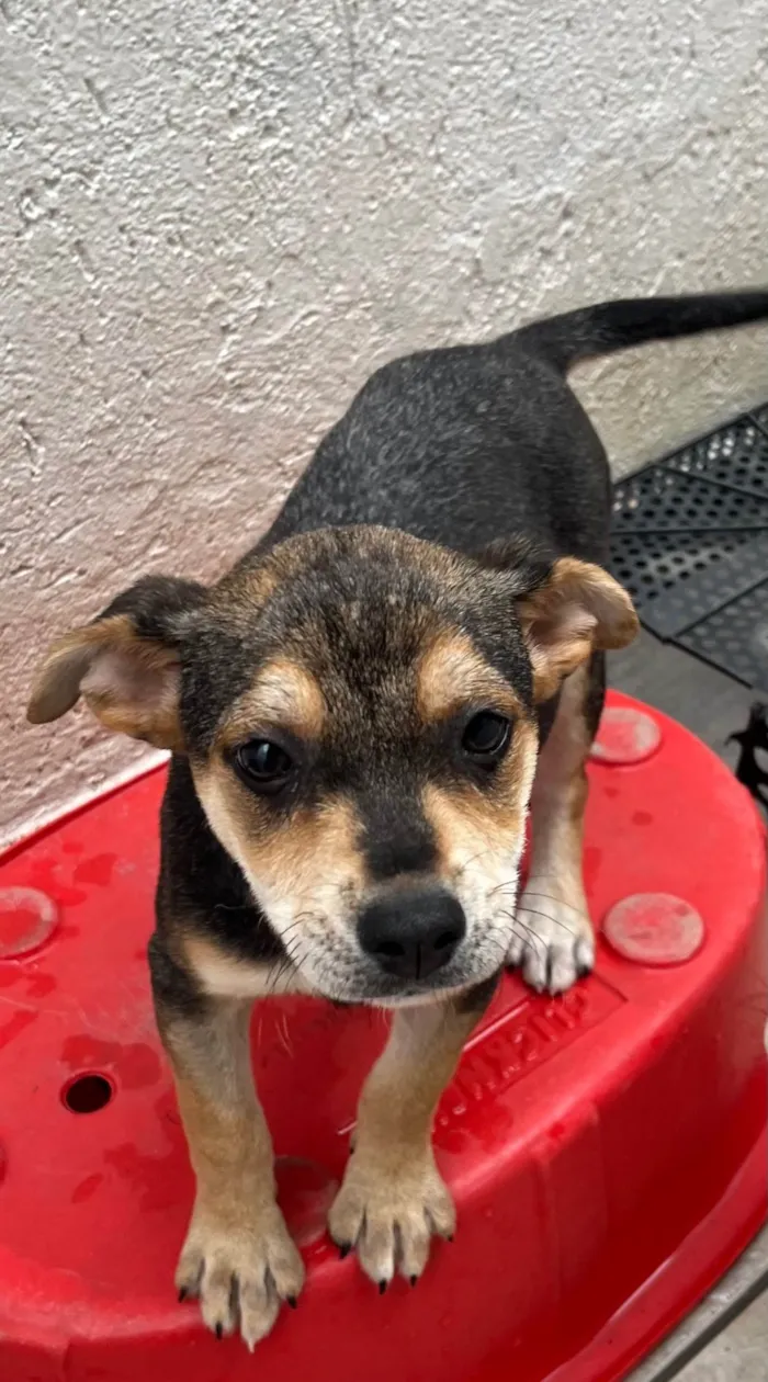 Cachorro ra a SRD-ViraLata idade 2 a 6 meses nome Maria