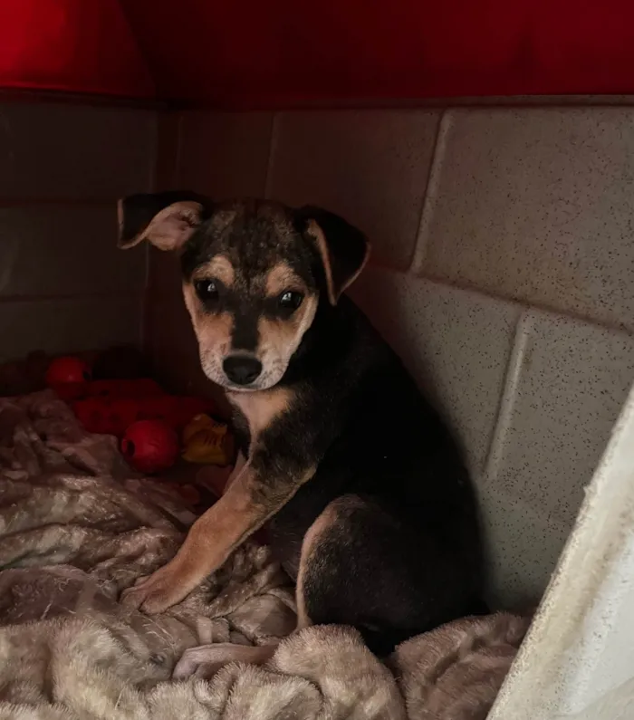 Cachorro ra a SRD-ViraLata idade 2 a 6 meses nome Maria