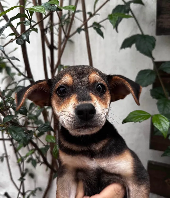 Cachorro ra a SRD-ViraLata idade 2 a 6 meses nome Maria