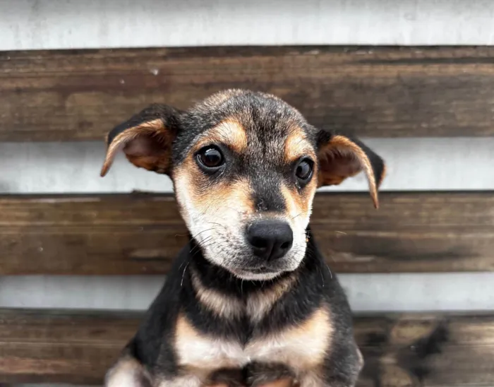 Cachorro ra a SRD-ViraLata idade 2 a 6 meses nome Maria