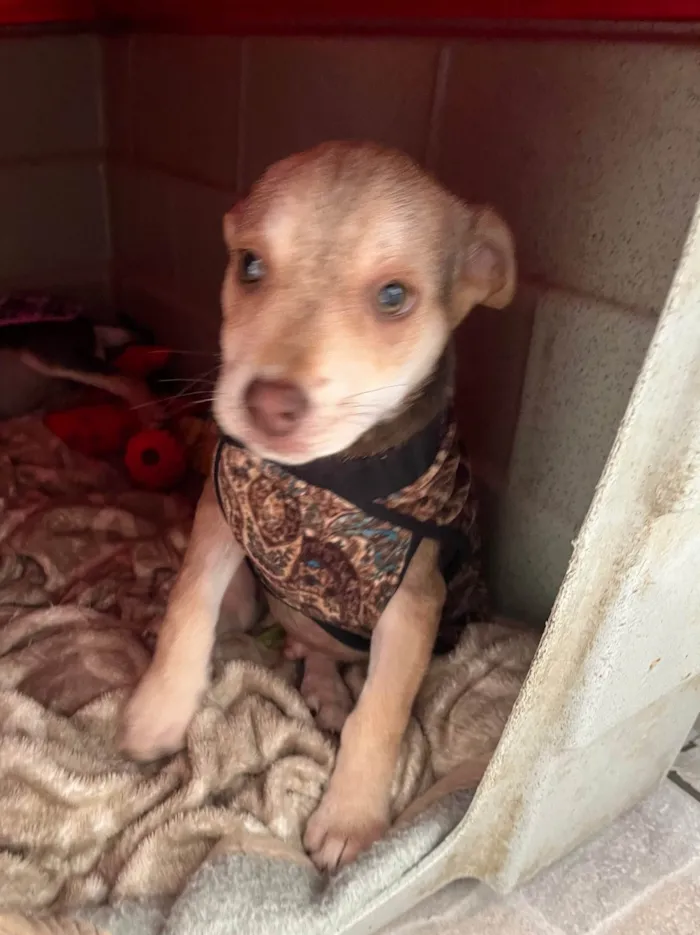 Cachorro ra a SRD-ViraLata idade 2 a 6 meses nome João 