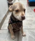 João