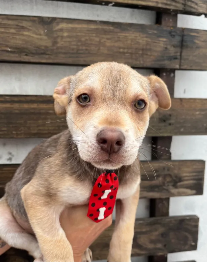 Cachorro ra a SRD-ViraLata idade 2 a 6 meses nome João 