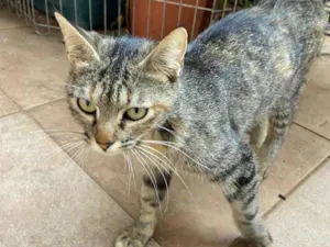 Gato raça SRD-ViraLata idade 7 a 11 meses nome Alice para adoção